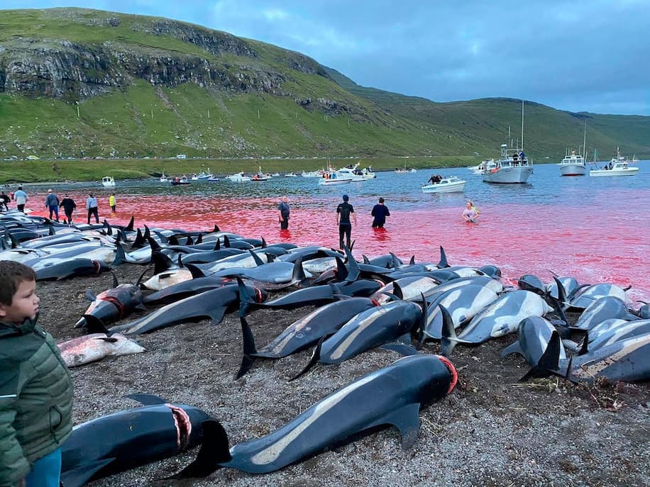Slaughter of nearly 1,500 dolphins sparks outcry over traditional hunt in Faroe Islands